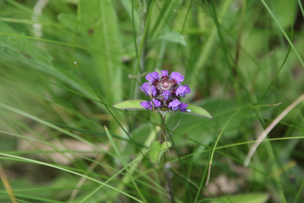 photo of Selfheal