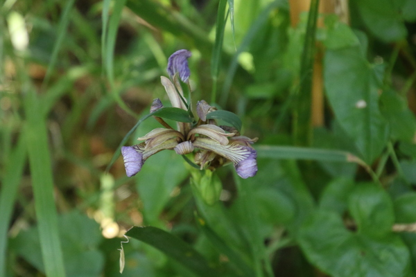 photo of Stinking Iris