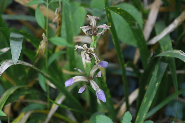 photo of Stinking Iris