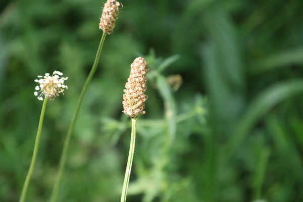 photo of Ribwort Plantain
