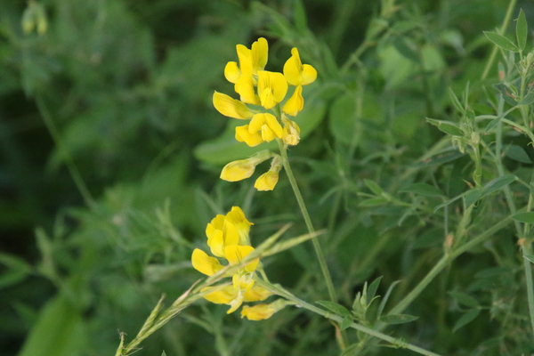 photo of Meadow Vetchling