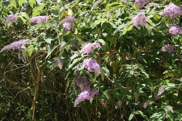 photo of Butterfly Bush