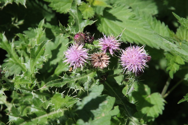 photo of Creeping Thistle