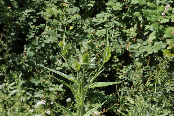 photo of Teasel