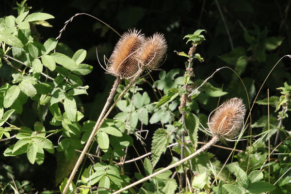 photo of Teasel