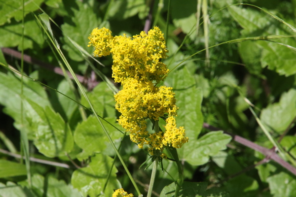 photo of Lady's Bedstraw