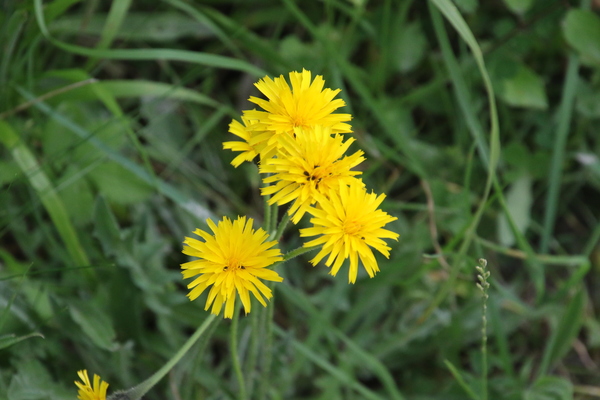 photo of Rough Hawk's Beard