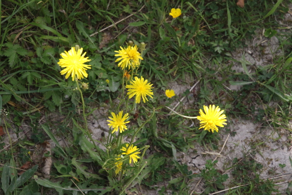 photo of Rough Hawk's Beard