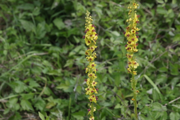 photo of Dark Mullein