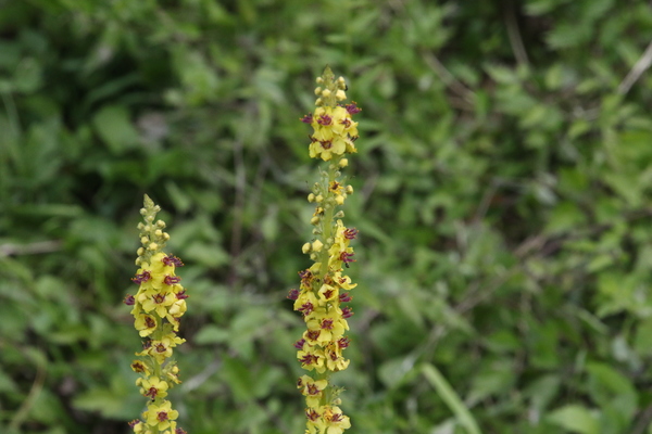 photo of Dark Mullein