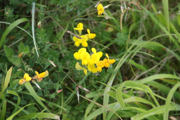 photo of Bird's Foot Trefoil