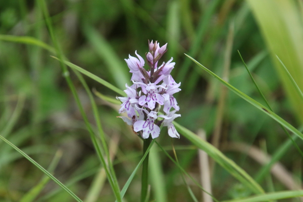 photo of Common Spotted Orchid