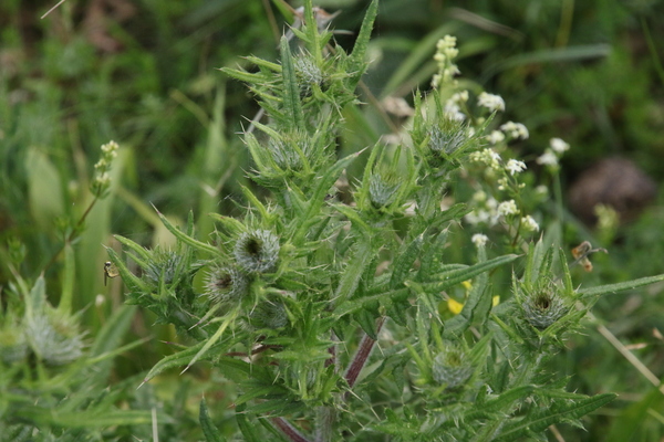 photo of Spear Thistle