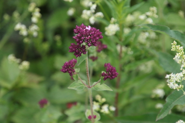 photo of Wild Marjoram