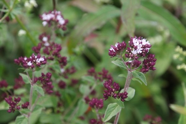 photo of Wild Marjoram