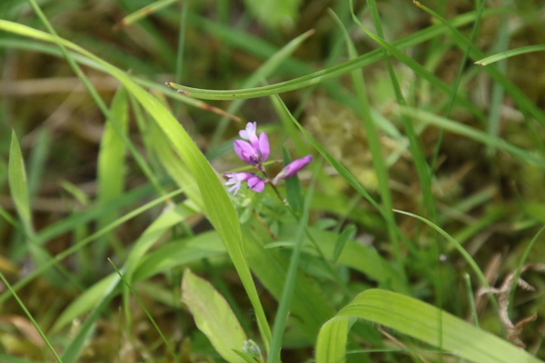 photo of Heath Milkwort