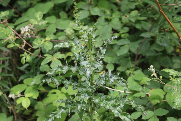 photo of Creeping Thistle