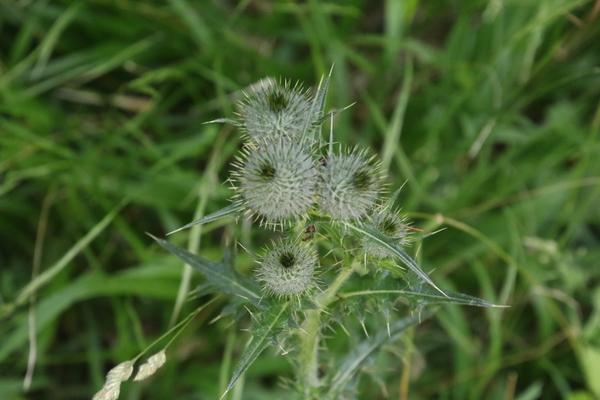 photo of Spear Thistle