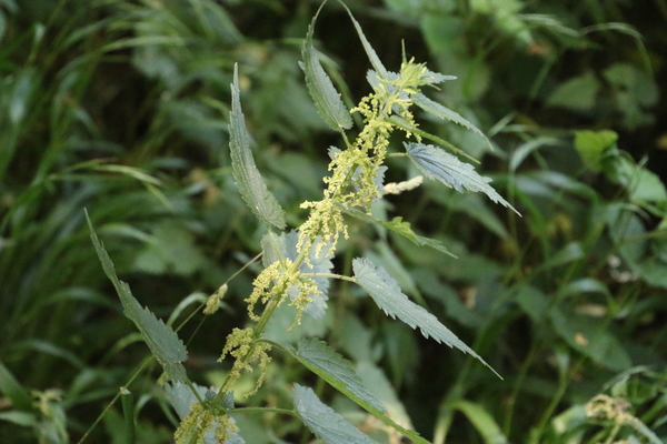 photo of Common Nettle