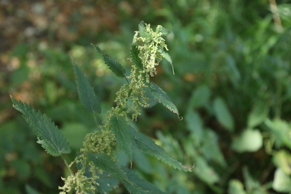 photo of Common Nettle