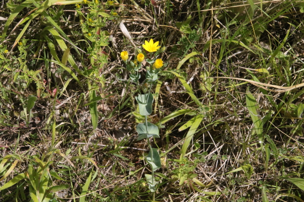 photo of Yellow Wort