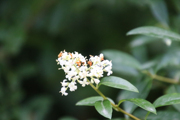 photo of Wild Privet