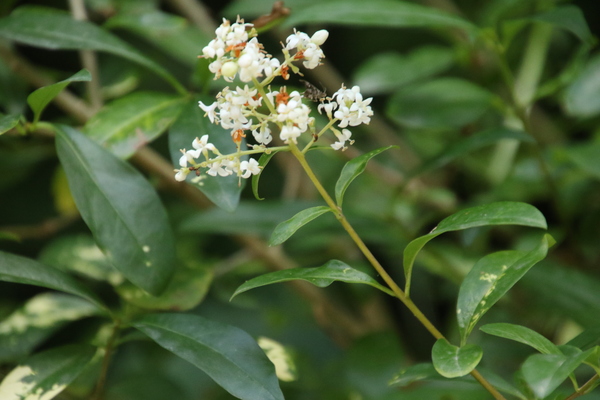 photo of Wild Privet