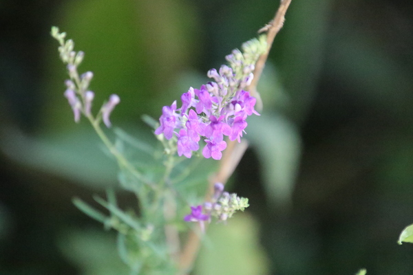 photo of Purple Toadflax