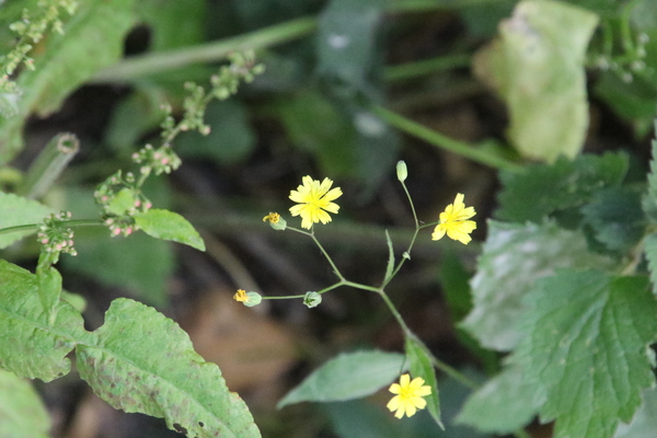 photo of Nipplewort