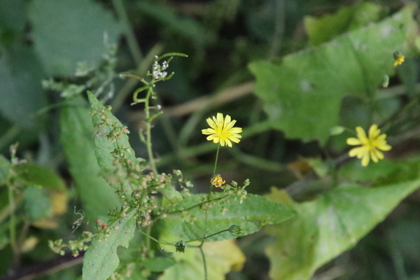 photo of Nipplewort