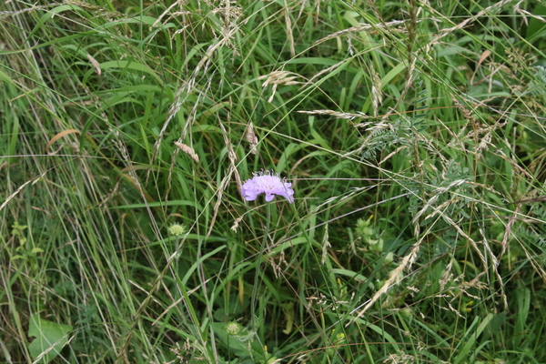 photo of Field Scabious