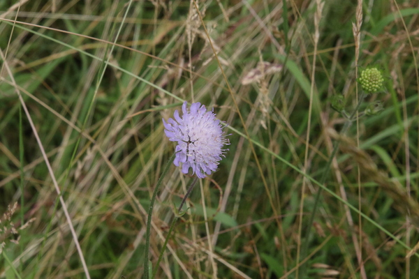 photo of Field Scabious