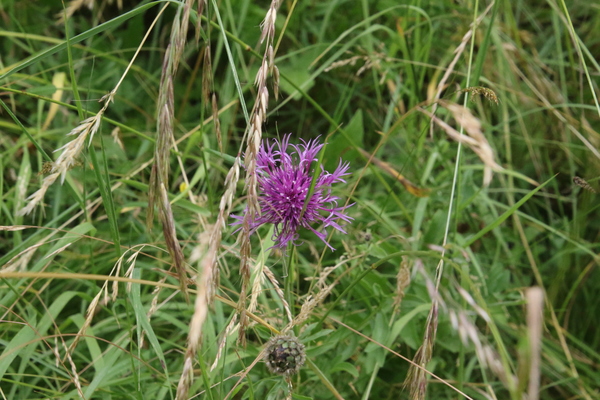 photo of Greater Knapweed