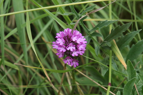 photo of Pyramidal Orchid