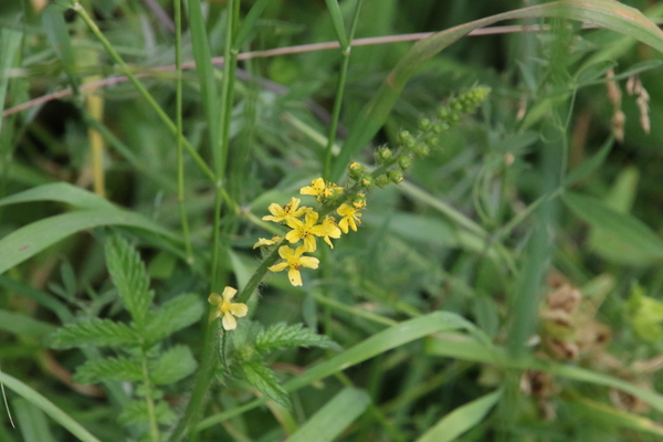 photo of Agrimony