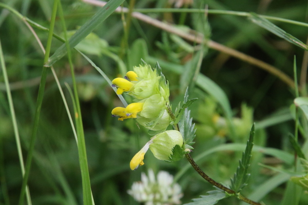 photo of Yellow Rattle