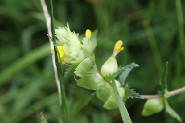 photo of Yellow Rattle