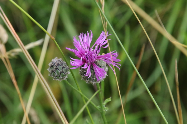 photo of Greater Knapweed