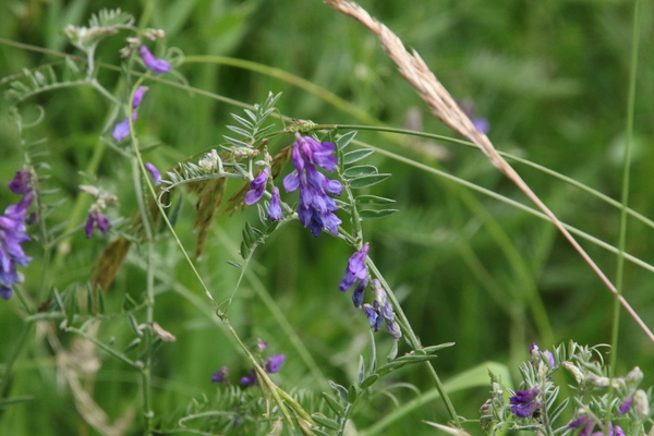 photo of Tufted Vetch