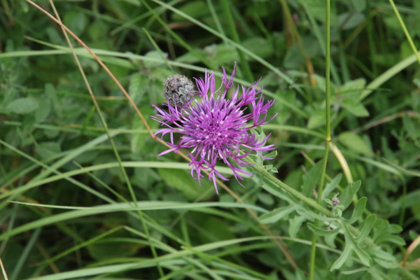 photo of Greater Knapweed