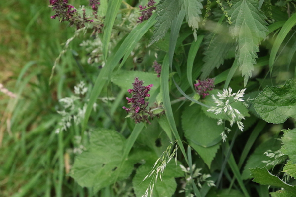 photo of Hedge Woundwort