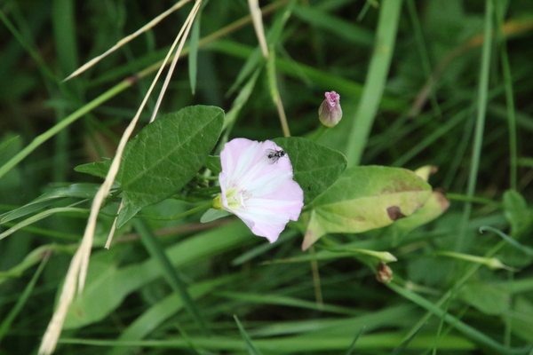 photo of Field Bindweed