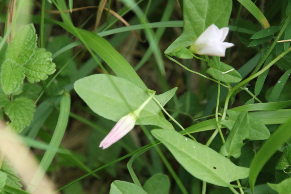 photo of Field Bindweed