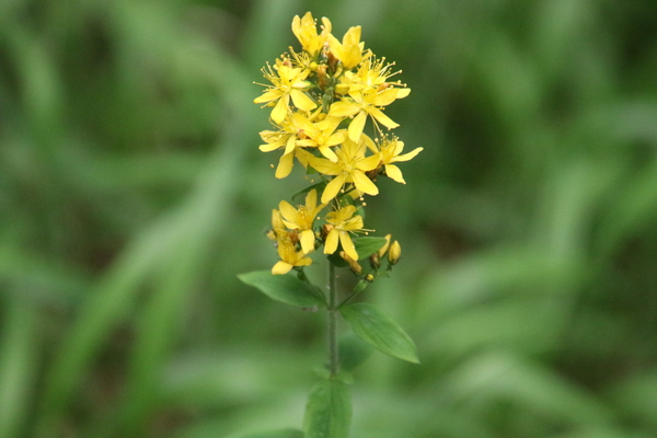 photo of Hairy St John's Wort