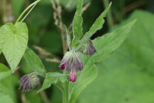 photo of Common Comfrey