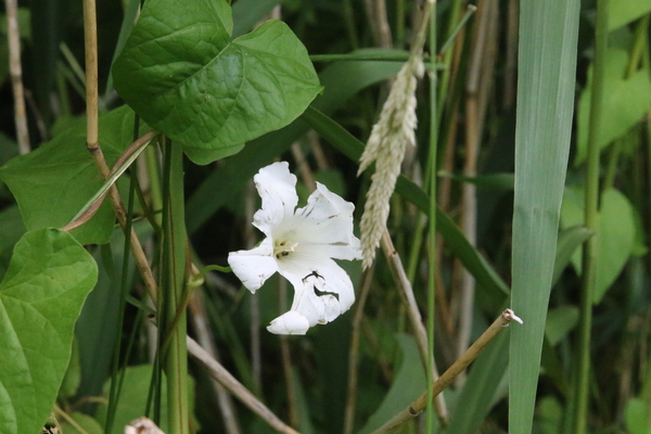 photo of Hedge Bindweed