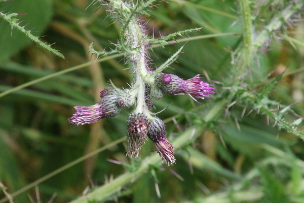 photo of Marsh Thistle