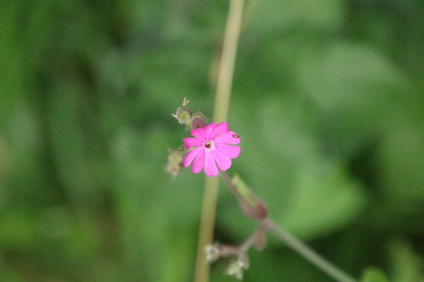 photo of Red Campion