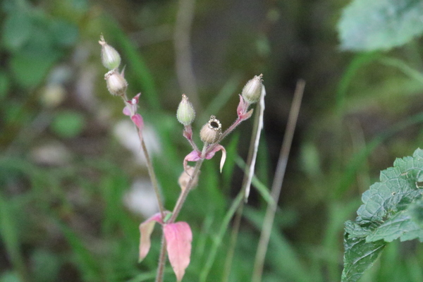 photo of Red Campion