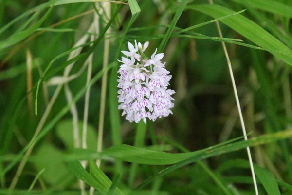 photo of Common Spotted Orchid